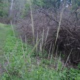 American rat's tail grass