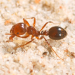 Thumbnail of Fire ant