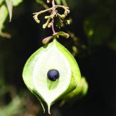 Balloon vine inside seed pod