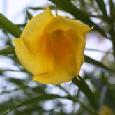 Captain Cook tree flower