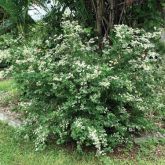 Madras thorn variegated form