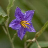 Silver Leaf Nightshade Business Queensland