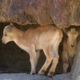 Young barbary sheep