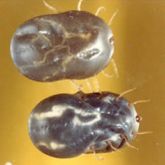 Two engorged adult female cattle ticks