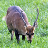 Hog deer front view