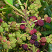 Thumbnail of Candleberry myrtle