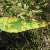 Leaf blisters caused by erinose mite