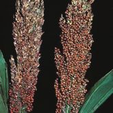 Sorghum heads containing damaged and undamaged grain