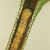 Yellowy-cream larvae in hollowed-out stem