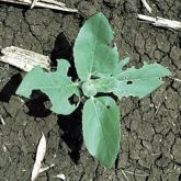 Holes chewed in leaves of sunflower seedling