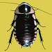 Thumbnail of Wingless cockroach