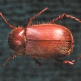 Uniformly brown beetle