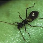 Dark ant-like bug