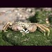 Thumbnail of Chinese mitten crab
