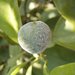 Thumbnail of Citrus powdery mildew