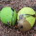 Thumbnail of Red banded mango caterpillar