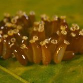 About 40 small barrel-shaped eggs stuck to a leaf. They are translucent and brown, with a pale rim at the top.