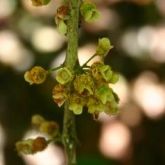 Myrtle rust on flowers buds of Rhodamnia spongiosa