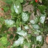 Chilli with capsicum whitefly