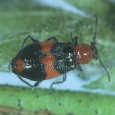 Beetle with red and blue striped abdomen