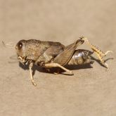 Native grasshopper