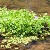 plant growing on rocks in shallow water