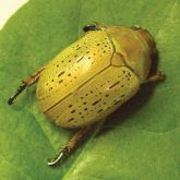 Green-gold christmas beetle on leaf