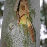 Bulls-eye borer (<em>P. acanthocera</em>) damage on rose gum, with oval shaped groove above central tunnel