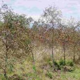 Severe plate galler damage on young western white gum (<em>E. argophloia</em>