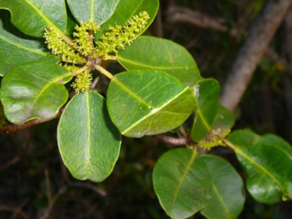 Leaves of the milky mangrove.