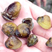 Seven freshwater gold clams held in palm of hand. 