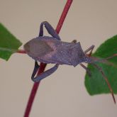 Adult <em>Amorbus</em> species on a leaf stem