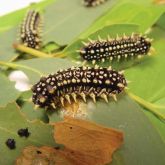 Several <em>D. casta</em> larvae on leaves