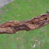 Small Caliciopsis canker on a branch of <em>E. grandis</em>