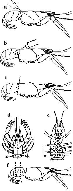 Humanely kill and preserve freshwater crayfish which are to be submitted for examination