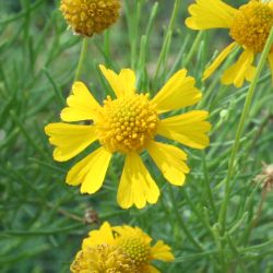 Bitterweed flowers close up