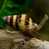 An assassin snail which is typified by a brown and yellow-striped turbid shell and long proboscis, attached to driftwood in an aquarium.