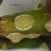 South African pit scale 