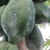 Spiralling pattern on papaya fruit
