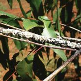 Gumtree scale and associated sooty mould on spotted gum branches and leaves
