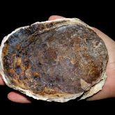 Suminoe oyster in a hand showing size scale