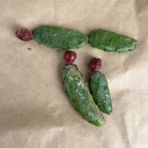 Close up of cactus plant with fruit