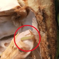 Cocoa pod borer larvae