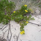 Bitou bush in coastal dunes