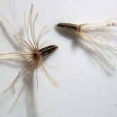 Mikania seeds