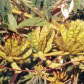 Giant sensitive plant pod