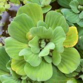 Water lettuce plant close-up