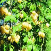 Balloon vine flowers