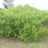 Captain Cook tree plant form