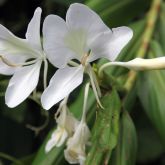 White ginger flowers